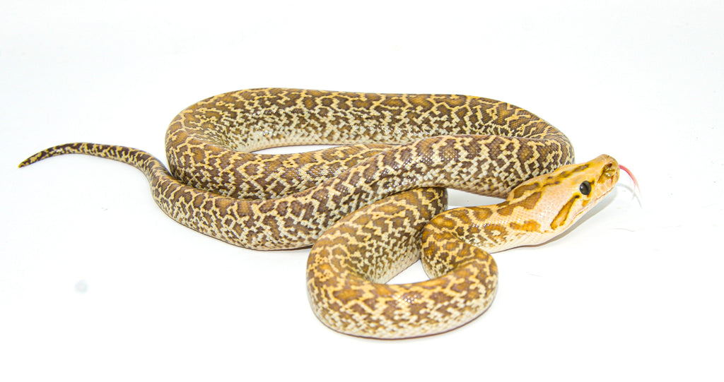 Hypo Granite Burmese Python